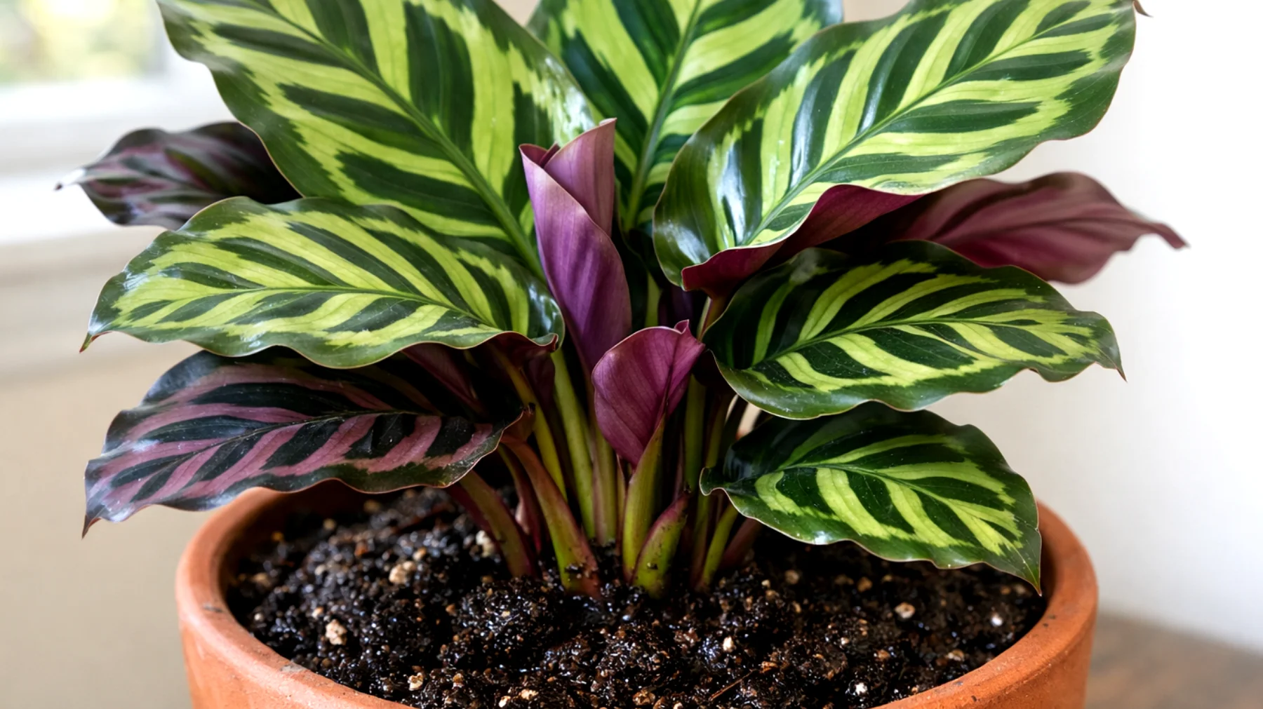 Calathea"